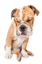 Sleepy English bulldog pup Royalty Free Stock Photo