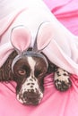 Sleepy English springer spaniel with bunny ears Royalty Free Stock Photo