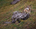 Sleepy European Wolf Resting next to Large Rock