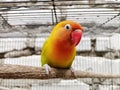 Sleepy exotic tropical lovebird on the pet cage Royalty Free Stock Photo