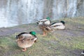 Sleepy fat ducks in the Park in autumn.