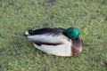 Sleepy fat ducks in the Park in autumn.