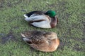 Sleepy fat ducks in the Park in autumn.