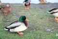 Sleepy fat ducks in the Park in autumn.