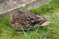 Sleepy Female Mallard Duck