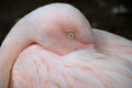 Sleepy Flamingo