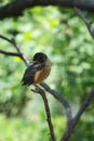 Sleepy Fledged Young Robin atop a thin tree branch - Turdus migratorius Royalty Free Stock Photo