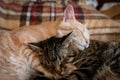 Sleepy fluffy tabby red and brown cats with closed eyes hugging with paws