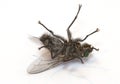 Sleepy fly (macro of insect) Royalty Free Stock Photo