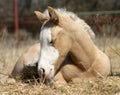Sleepy Foal Royalty Free Stock Photo