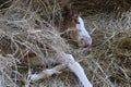 Sleepy foal horse under hay, sweet baby animal