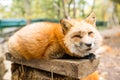 Sleepy fox Royalty Free Stock Photo