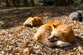 Sleepy fox Royalty Free Stock Photo