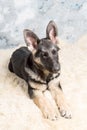 Sleepy German Shepherd puppy, 4 months old, sitting in on sheep wool in front of blue background Royalty Free Stock Photo