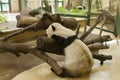Sleepy giant Panda