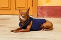 Sleepy ginger dog in blue sweater is resting near to yellow house. Royalty Free Stock Photo