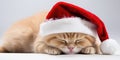 Sleepy ginger kitten in red Santa Claus hat. New Year holiday background. Generative AI