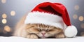 Sleepy ginger kitten in red Santa Claus hat. New Year holiday background. Generative AI