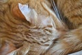 Sleepy ginger kitty curled up close up Royalty Free Stock Photo