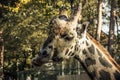 A sleepy giraffe in Riga zoo is chewing on something