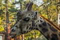 A sleepy giraffe in Riga zoo is chewing on something