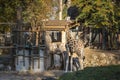 A sleepy giraffe in Riga zoo is chewing on something