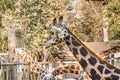 A sleepy giraffe in Riga zoo is chewing on something