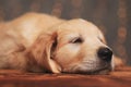 Sleepy golden retriever puppy laying head on the floor Royalty Free Stock Photo