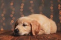 Sleepy golden retriever puppy putting head down Royalty Free Stock Photo