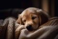 A sleepy golden retriever puppy snuggled up in a cozy blanket, with a satisfied expression on his face, ai generative