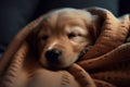 A sleepy golden retriever puppy snuggled up in a cozy blanket, with a satisfied expression on his face, ai generative