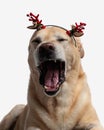 sleepy golden retriever puppy yawning and wearing christmas headband Royalty Free Stock Photo