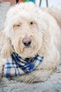 A sleepy Goldendoodle laying on the beach in Florida.