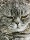 Sleepy gray British short hair cat muzzle. Royalty Free Stock Photo