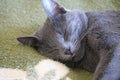 Sleepy gray cat Royalty Free Stock Photo