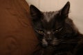 Sleepy gray cat stretched his paws forward. Domestic lazy kitty with half-closed green eyes is lying on sofa. Royalty Free Stock Photo