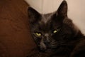 Sleepy gray cat stretched his paws forward. Domestic lazy kitty with half-closed green eyes is lying on sofa. Royalty Free Stock Photo