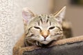 Sleepy gray cat Royalty Free Stock Photo