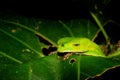 A sleepy green tree frog that is relaxing on a large green leaf Royalty Free Stock Photo