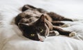 Sleepy grey, brown and white fluffy cat with big green piercing eyes rests on bright white comfy bed Royalty Free Stock Photo