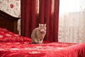 Sleepy grey cat in bedroom interior