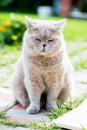 Sleepy Grey Cat Scottish Breed