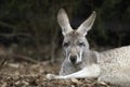 Sleepy grey kangaroo