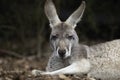 Sleepy grey kangaroo