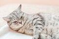 sleepy grey shorthair cat lying on a bed with eyes half closed. lazy tabby domestic cat.