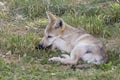 Sleepy Grey Wolf Puppy Royalty Free Stock Photo