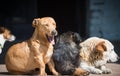 Sleepy group of dogs Royalty Free Stock Photo