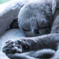 Sleepy happy Russian blue kitty