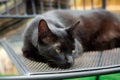 Sleepy Havana Brown Cat resting on chair