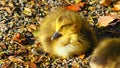 Sleepy Head - baby nap duck -